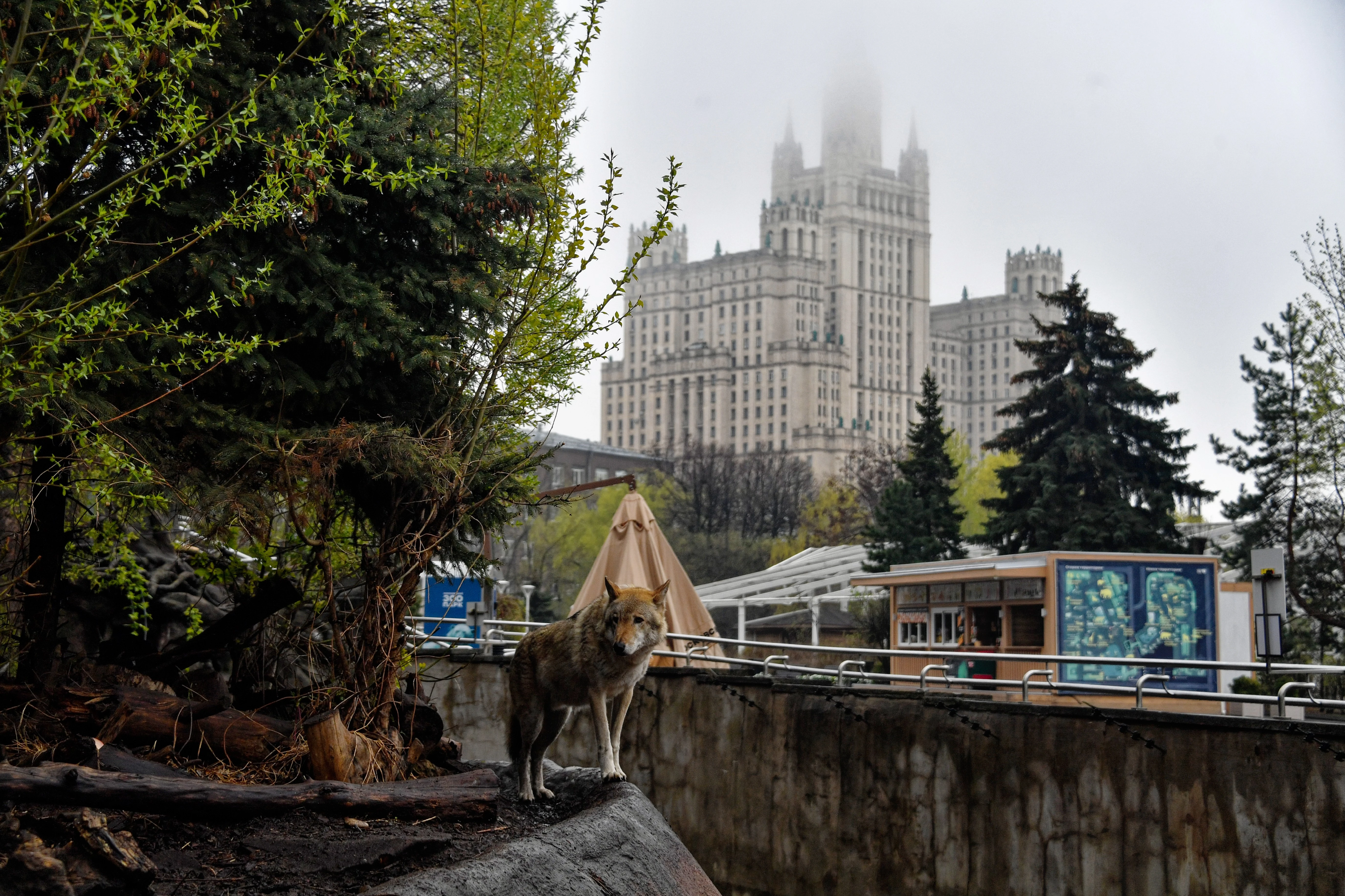 В Москву привезли самку гигантского муравьеда - Газета Труд