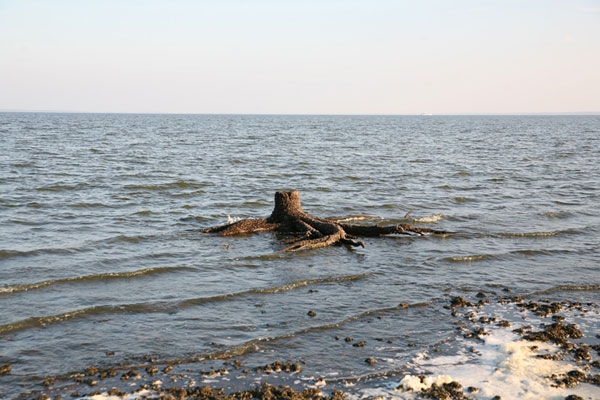 Рыбинское водохранилище дно фото